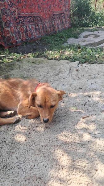 Helia, klein, zart sucht Körbchen