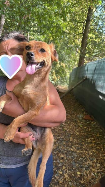 Helia, klein, zart sucht Körbchen