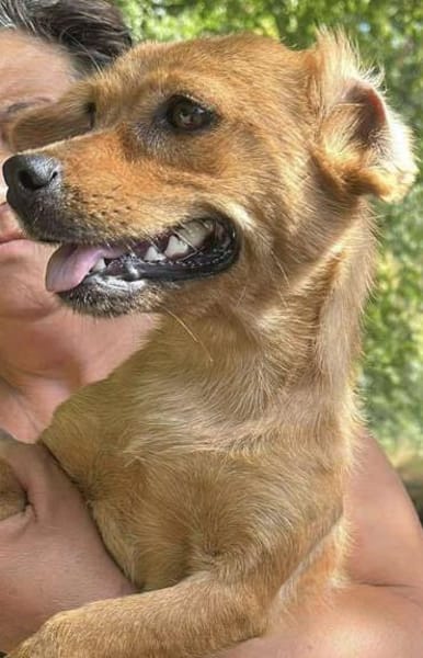 Helia, klein, zart sucht Körbchen