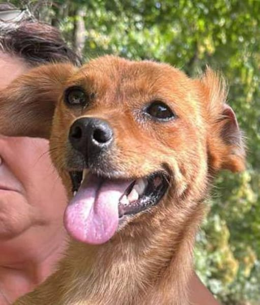 Helia, klein, zart sucht Körbchen