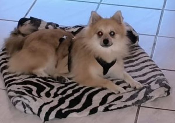 Ferike° in 46514 Schermbeck