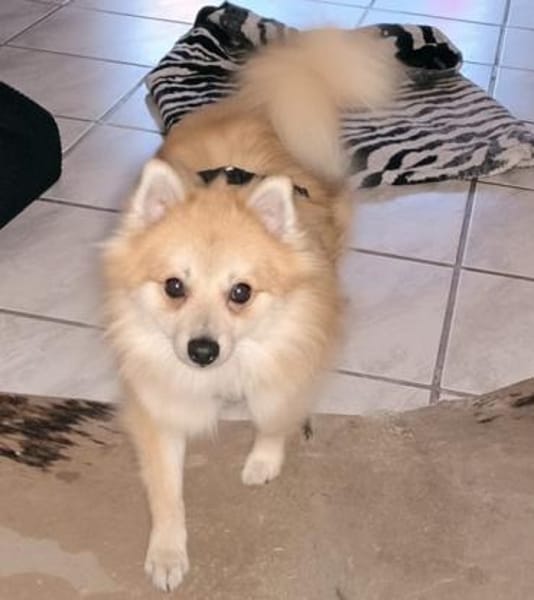 Ferike° in 46514 Schermbeck