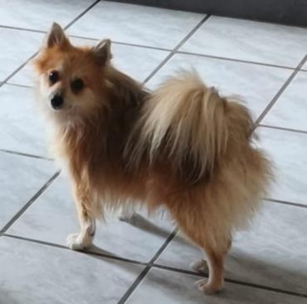 Ferike° in 46514 Schermbeck