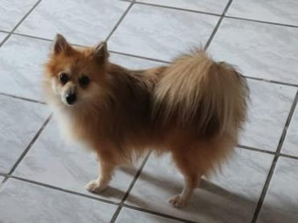 Ferike° in 46514 Schermbeck