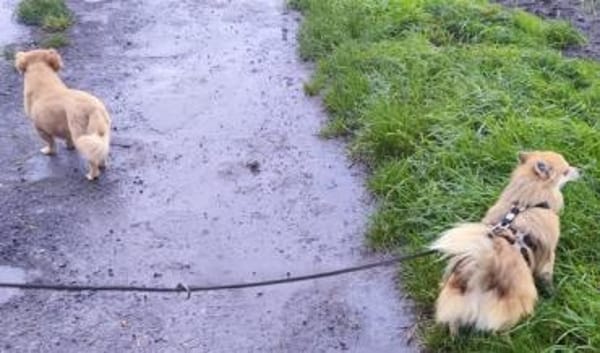 Ferike° in 46514 Schermbeck