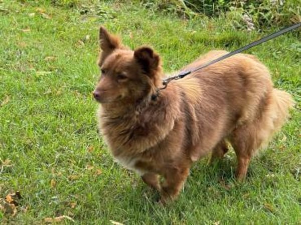 Lulu wartet in 52372 Kreuzau