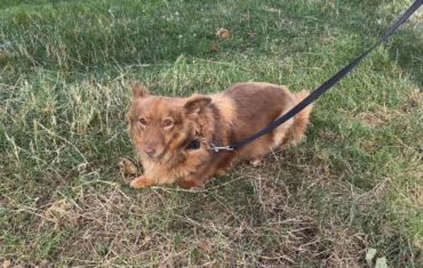 Lulu wartet in 52372 Kreuzau