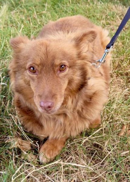 Lulu wartet in 52372 Kreuzau