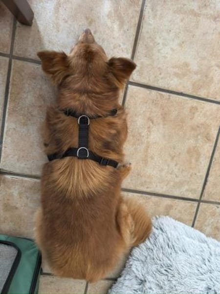 Lulu wartet in 52372 Kreuzau