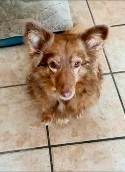 Lulu wartet in 52372 Kreuzau