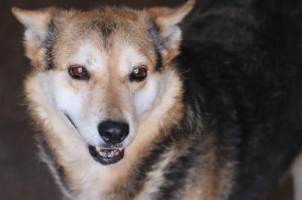 Scotty - sucht dringend ein Zuhause!