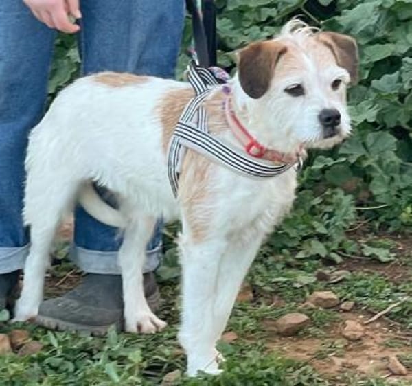 Fröhliche Jess wartet auf ihre 2. Chance