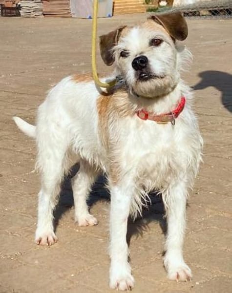 Fröhliche Jess wartet auf ihre 2. Chance