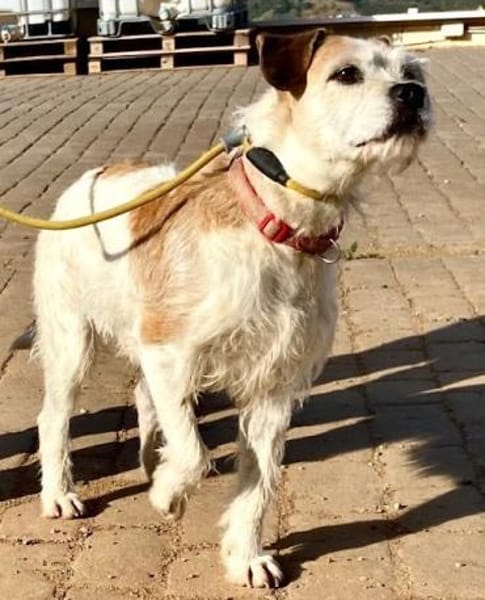 Fröhliche Jess wartet auf ihre 2. Chance