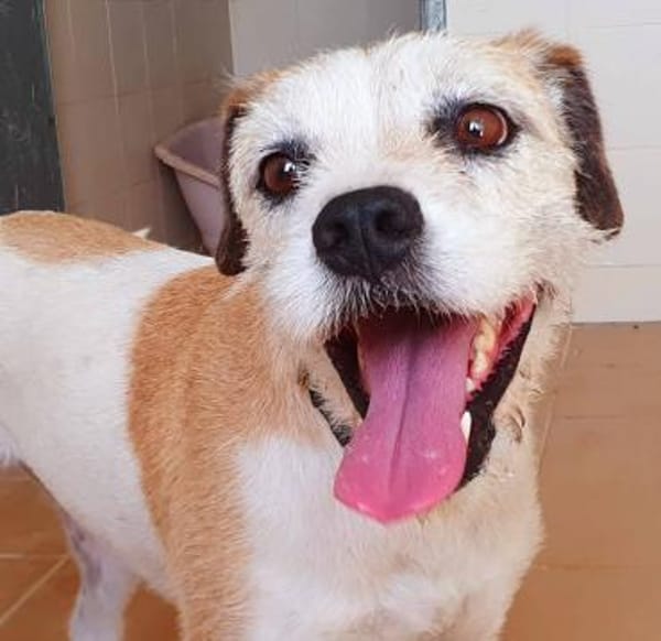 Fröhliche Jess wartet auf ihre 2. Chance