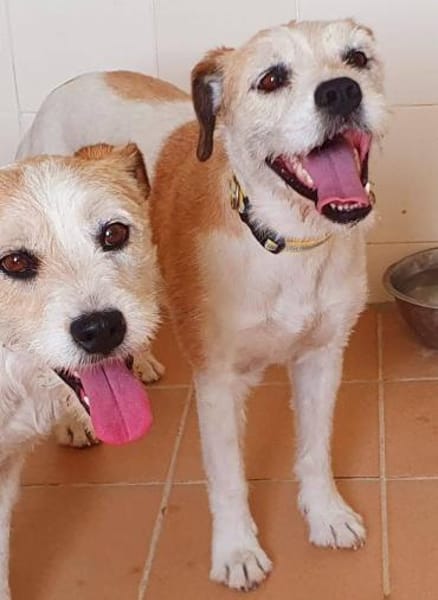 Fröhliche Jess wartet auf ihre 2. Chance