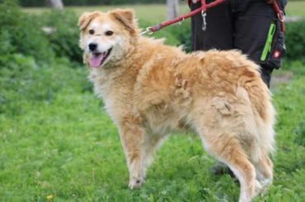 Bailey - hübscher, aufgeweckter Rüde