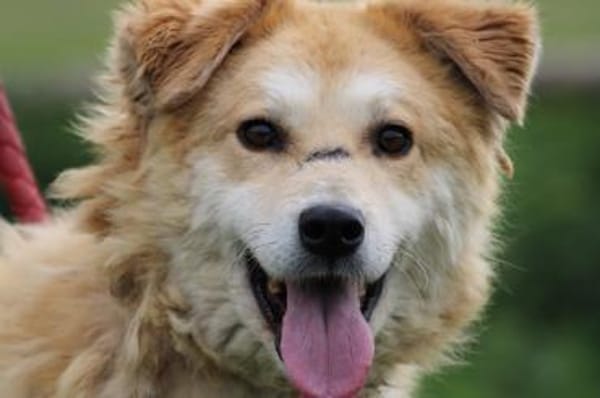 Bailey - hübscher, aufgeweckter Rüde