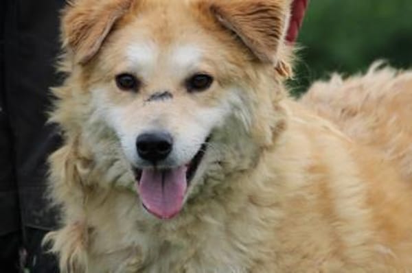 Bailey - hübscher, aufgeweckter Rüde