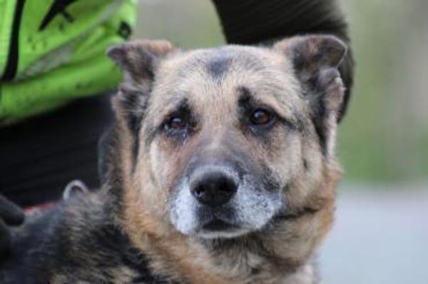 Ojade - kinderlieb u. sehr zutraulich