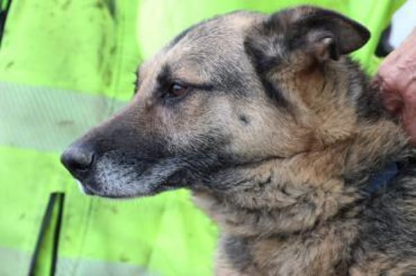 Ojade - kinderlieb u. sehr zutraulich