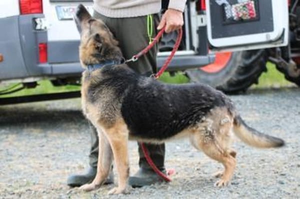 Ojade - kinderlieb u. sehr zutraulich