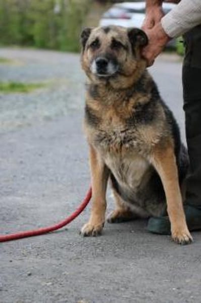 Ojade - kinderlieb u. sehr zutraulich