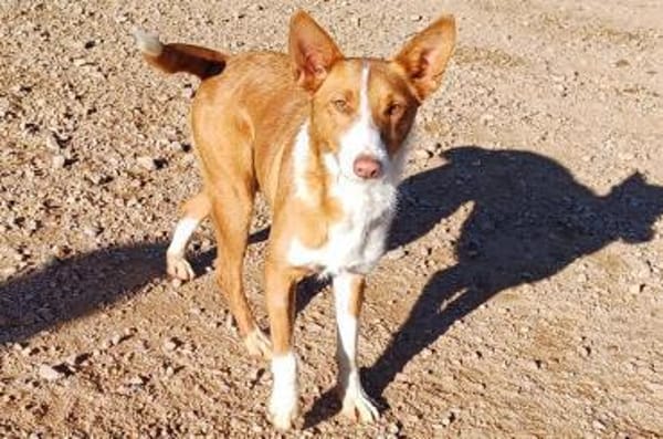 Tani - kleine süße Maus sucht Zuhaus