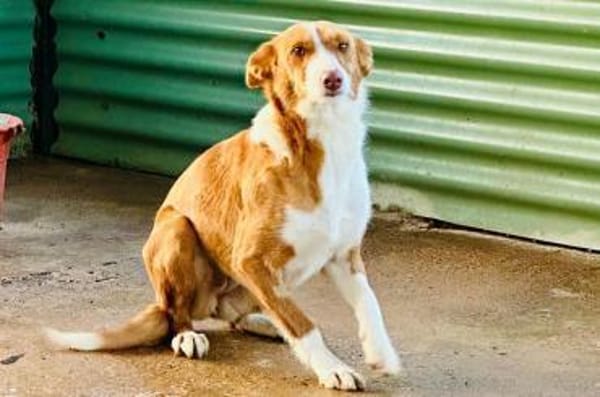 Tani - kleine süße Maus sucht Zuhaus