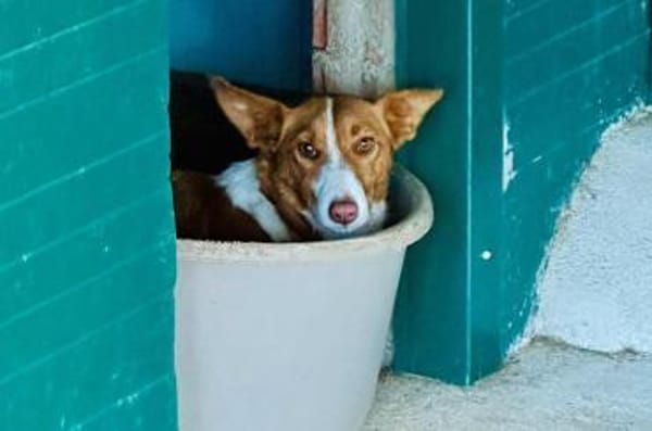 Tani - kleine süße Maus sucht Zuhaus