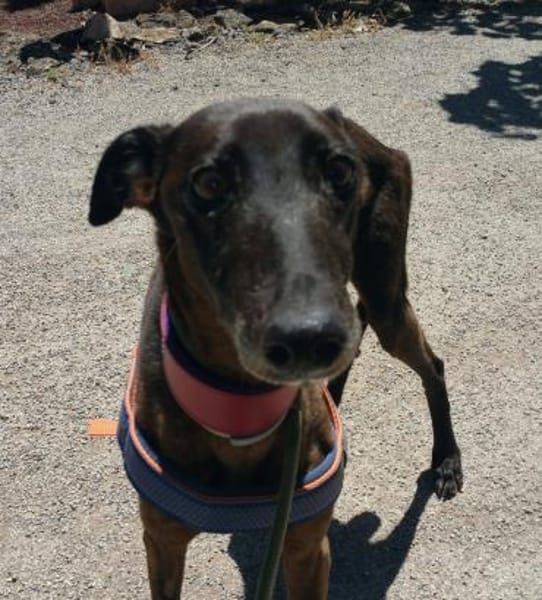 Ambar- hübsch &lieb sucht liebe Menschen