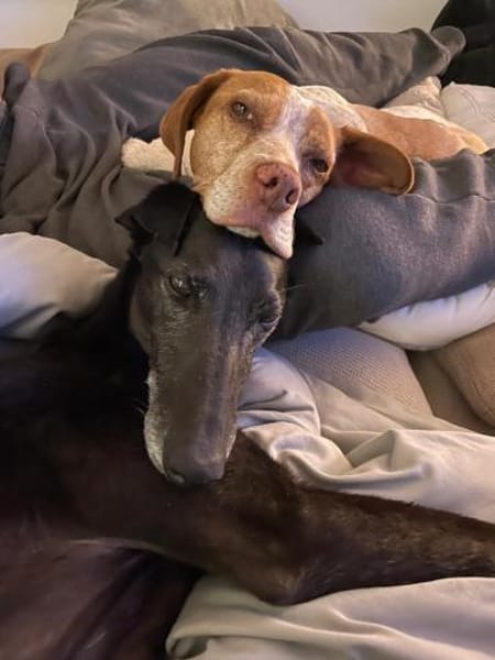 Ambar- hübsch &lieb sucht liebe Menschen