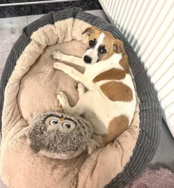 Lolly ein tolles liebes Mädchen