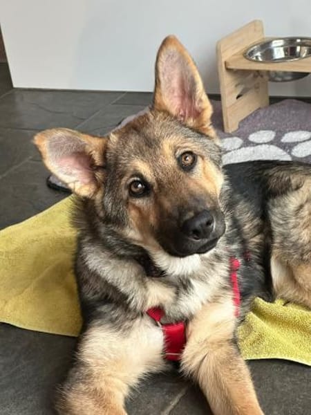 Akela such ihr Für-immer-Zuhause