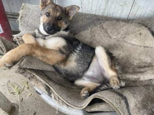 Akela such ihr Für-immer-Zuhause