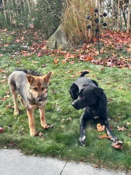 Akela such ihr Für-immer-Zuhause