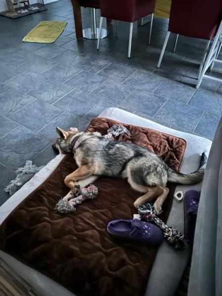 Akela such ihr Für-immer-Zuhause