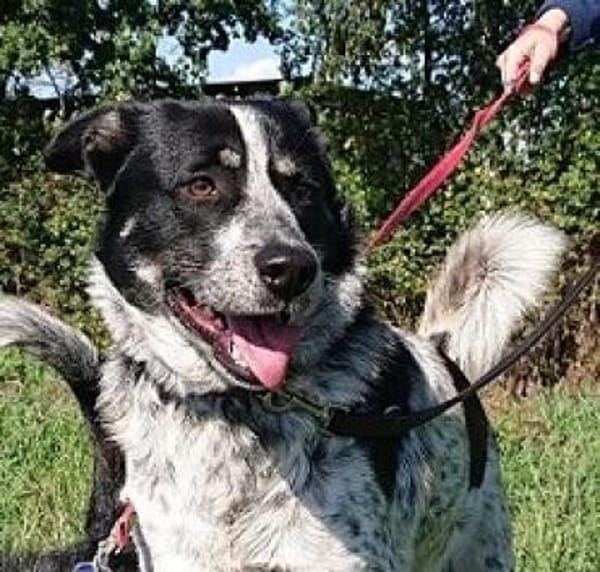 Serano wartet in 49419 Wagenfeld