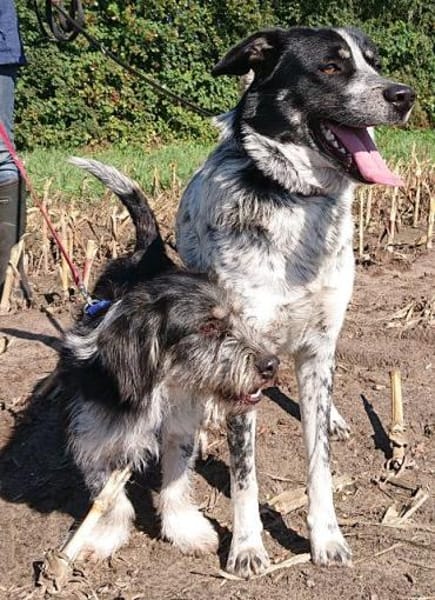 Serano wartet in 49419 Wagenfeld