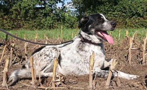 Serano wartet in 49419 Wagenfeld