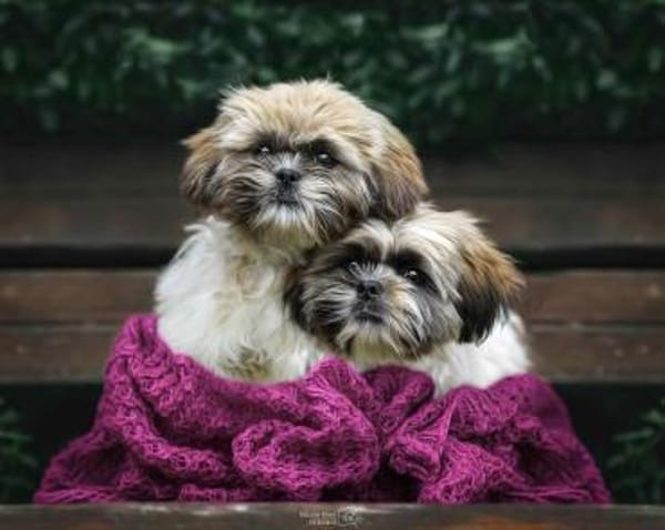 2 Minis suchen ein zuhause