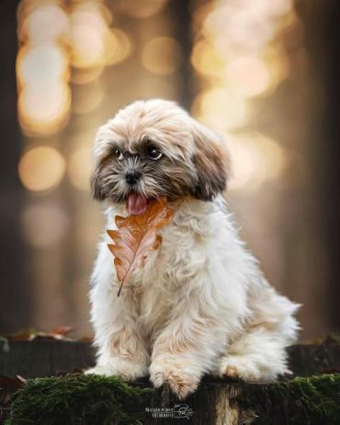 2 Minis suchen ein zuhause