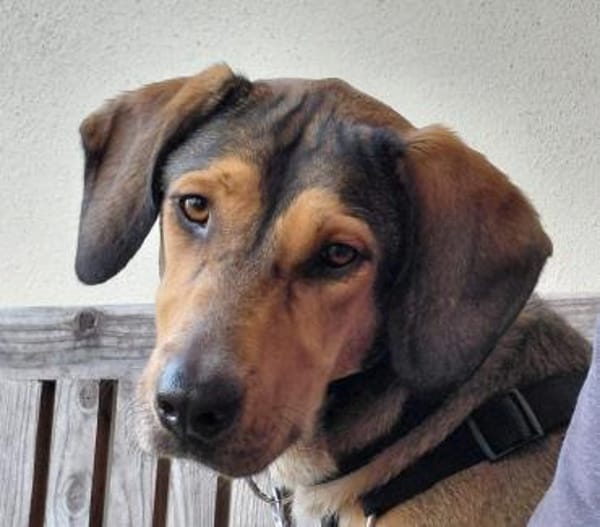 Lara sucht ihre für immer Familie!