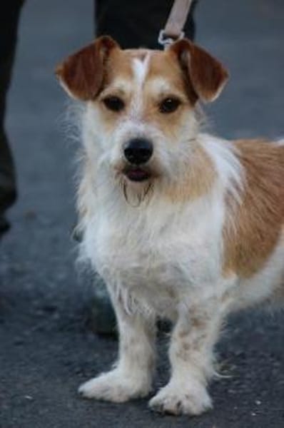 Memo - goldiger, verspielter Jungrüde