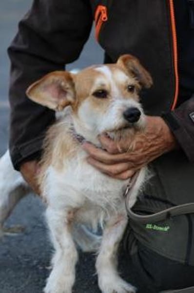 Memo - goldiger, verspielter Jungrüde