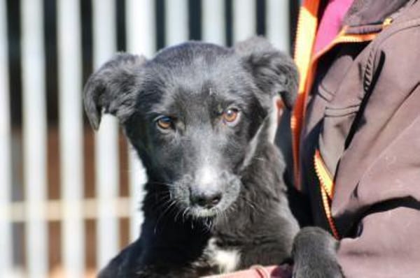 Dhahi - verspielt u. kinderlieb