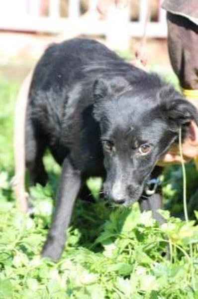 Dhahi - verspielt u. kinderlieb