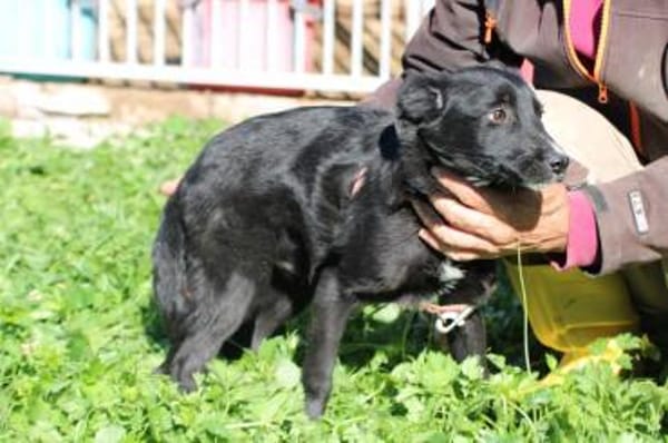 Dhahi - verspielt u. kinderlieb