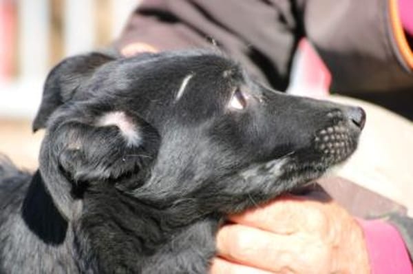 Dhahi - verspielt u. kinderlieb