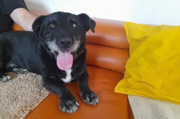 Dieses Gute-Laune-Paket ist Akira